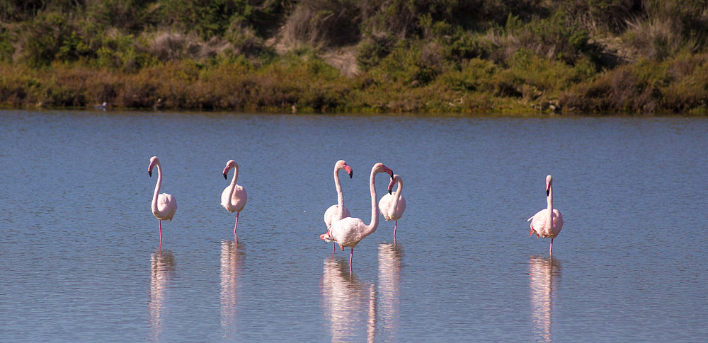 Flamingoes - Camargue