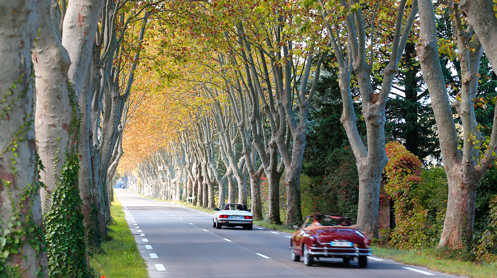 Provence roads & trees