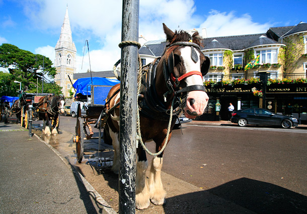 Killarney horse carts