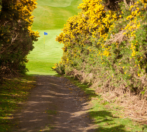 Golf course with gorse