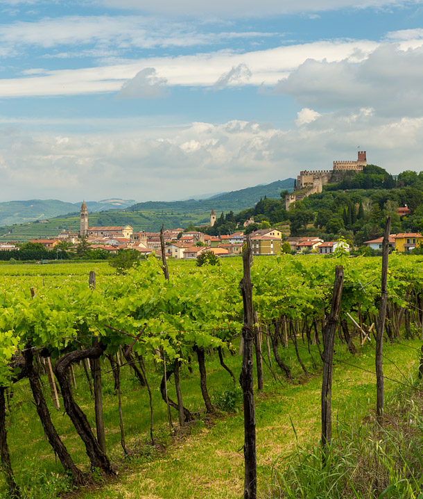 Veneto vineyards Soave