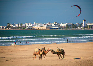 Essaouira beach camels