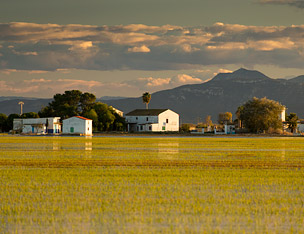 El Palmar rice fields - Valencia